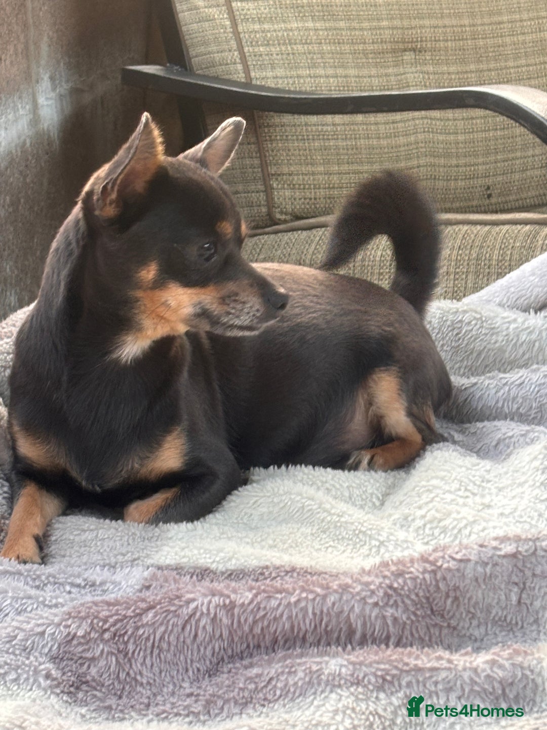 Mixed Breed dogs for sale: Jackawawa puppies  - Image 9