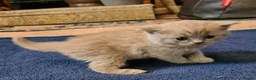 British Shorthair cats for sale: GORGEOUS BRITISH SHORTHAIR KITTENS - Advert 12