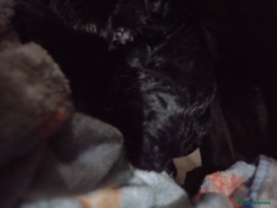 Patterdale Terrier dogs for sale: Super cute good strong healthy pups - Image 2