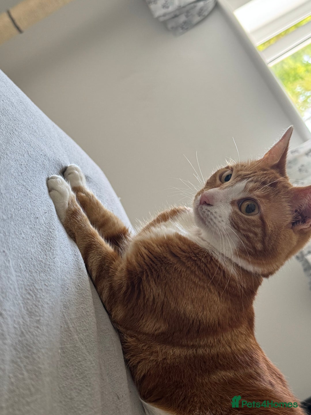 Mixed Breed cats for sale: Marla ginger cat  - Advert 33