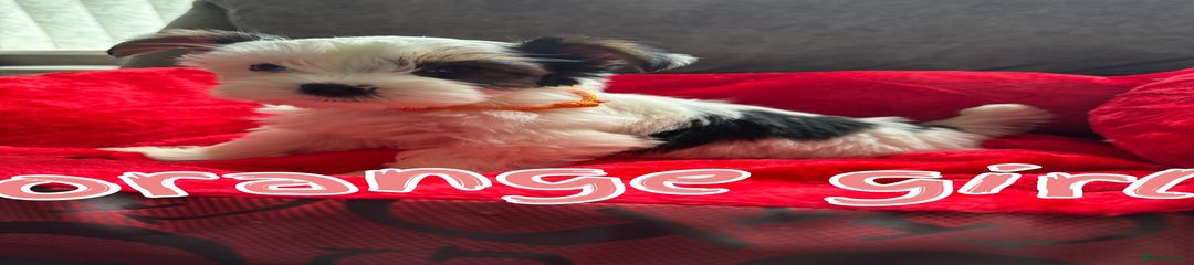 Biewer Terrier Puppy 2