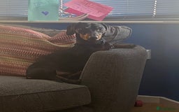 Dachshund dogs for stud: Dachshund for stud  in Heywood - Image 6