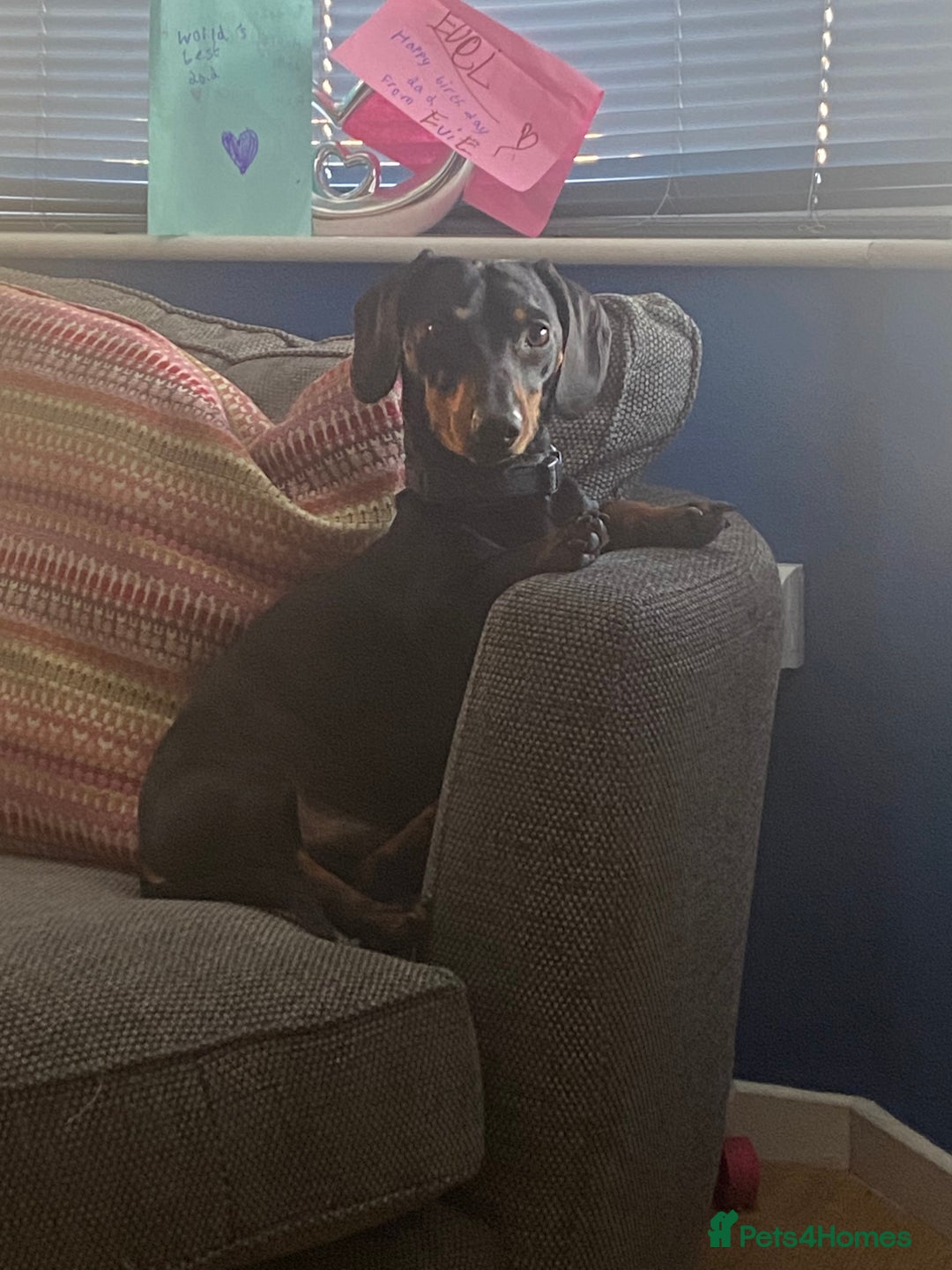 Dachshund dogs for stud: Dachshund for stud  in Heywood - Image 6