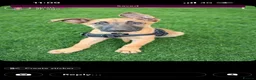 Belgian Shepherd Dog dogs for sale: Belgian mal in Bathgate - Advert 1