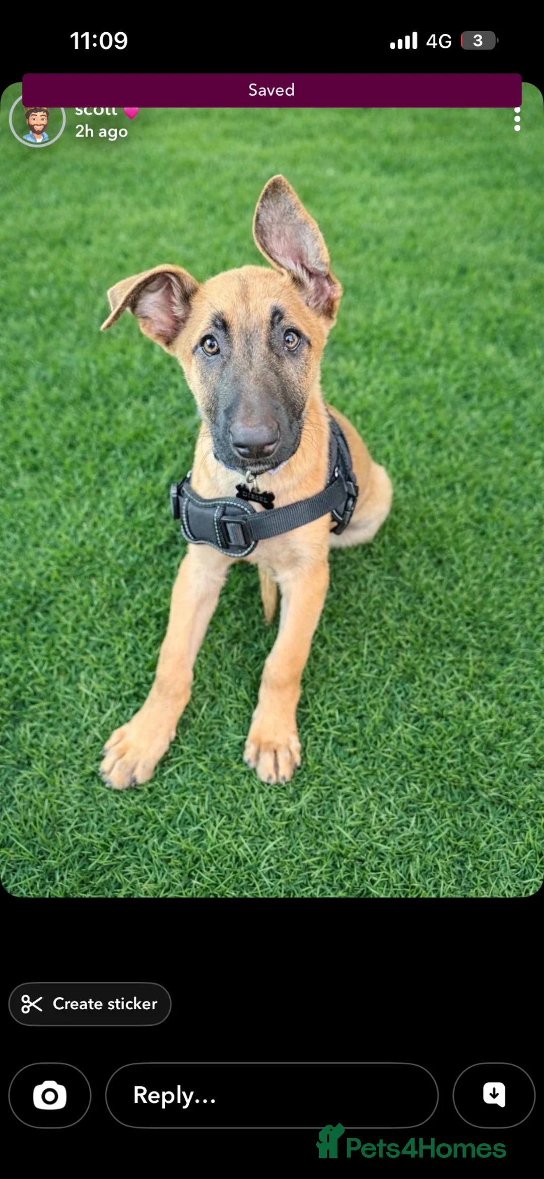 Belgian Shepherd Dog dogs for sale: Belgian mal in Bathgate - Advert 1