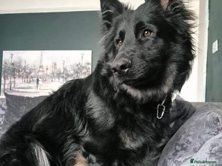 German Shepherd dogs Rehome - Advert 12