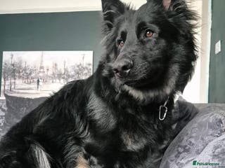 German Shepherd dogs Rehome - Advert 15