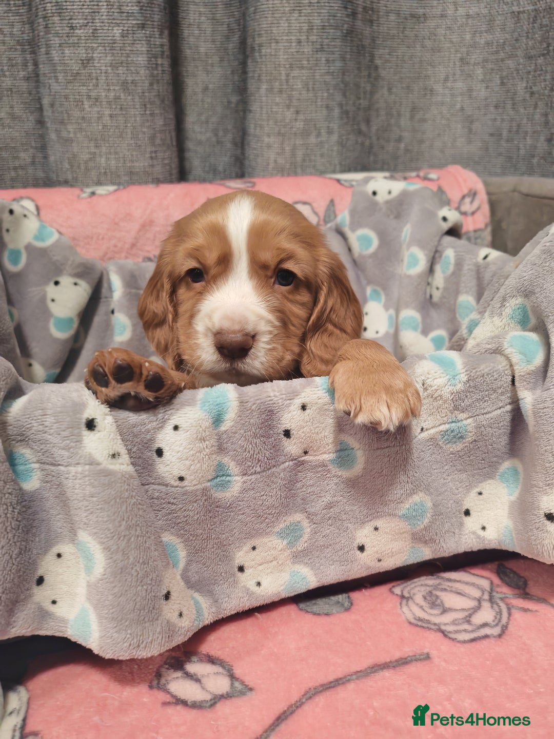 Cocker Spaniel dogs for sale: Pure Working Cocker Spaniel Puppies - Advert 1