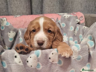 Cocker Spaniel dogs Pure Working Cocker Spaniel Puppies - Advert 9