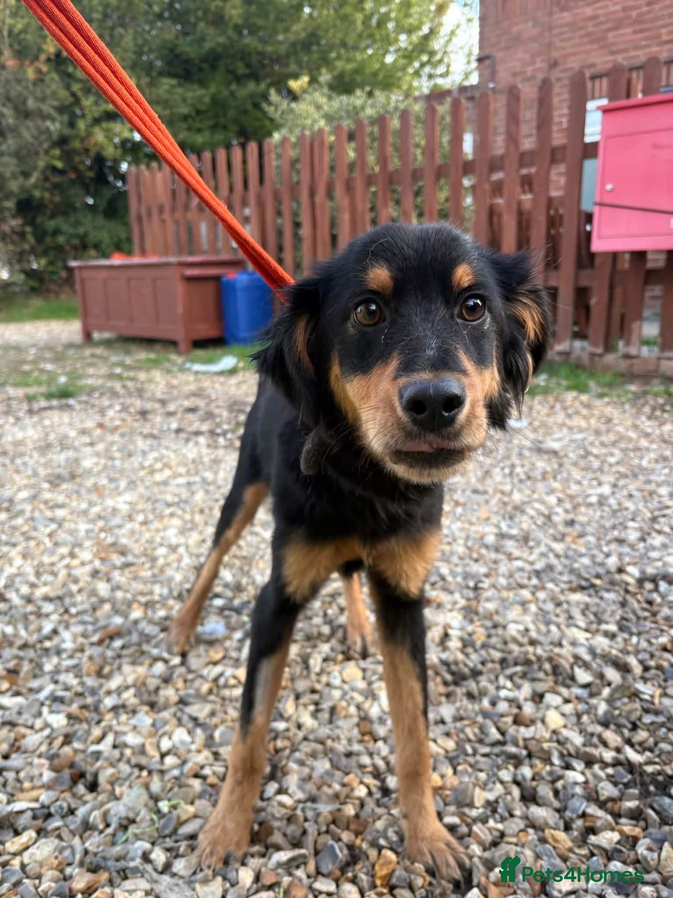 Mixed Breed dogs Frank - Norwich norfolk - Advert 1