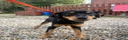Mixed Breed dogs for adoption: Frank - Norwich norfolk - Advert 1