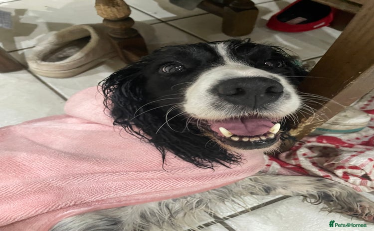 English Springer Spaniel dogs - Advert 4