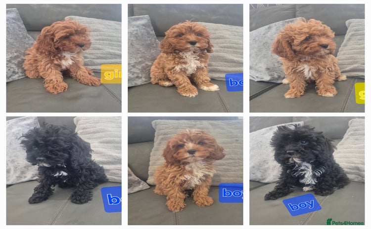 Cavapoo dogs - Advert 3
