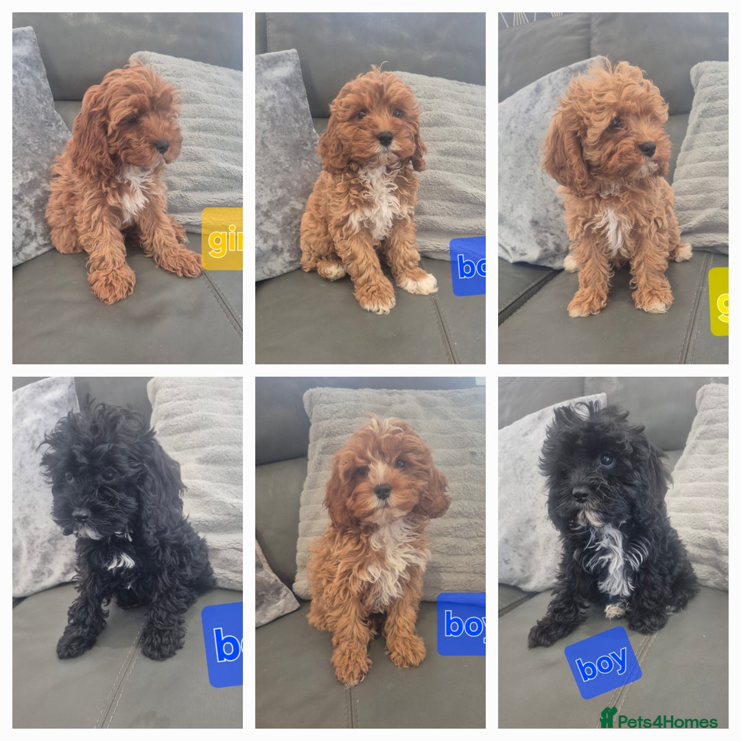 Cavapoo dogs for sale: Stunning Cavapoo Babies - ready this weekend - Image 1