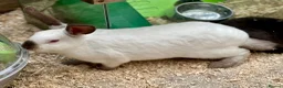 Mixed Breed rabbits for sale: Young rabbits, 9-11 weeks old - Advert 11