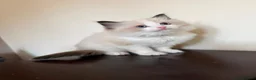Ragdoll cats for sale: Stunning GCCF Registered Ragdoll kittens in Redruth - Advert 3