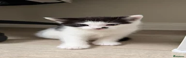 Domestic Shorthair 1