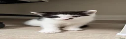 Domestic Shorthair cats for sale: Black and white kittens in Preston - Advert 4