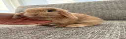 Mini Lop rabbits for sale: Mini lop Bunnies  - Advert 6