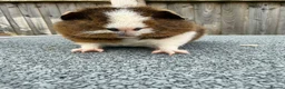 Guinea Pig rodents for sale: Teddy guinea pigs  in Carlisle - Advert 6