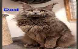 Maine Coon cats for sale: Purebred Blue Maincoon Kittens  - Image 9