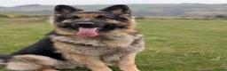 German Shepherd dogs for stud: Our beautiful German Shepard available to stud.  in Richmond - Advert 7