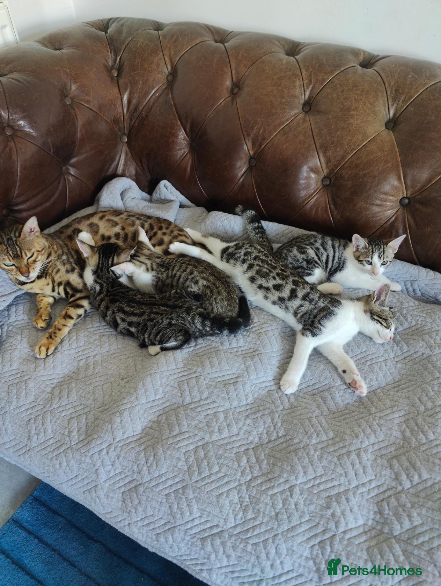 Mixed Breed cats  Nice litter of four Bengal mix.3 available - Advert 1