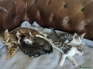 Mixed Breed cats Nice litter of four Bengal mix.3 available - Advert 1