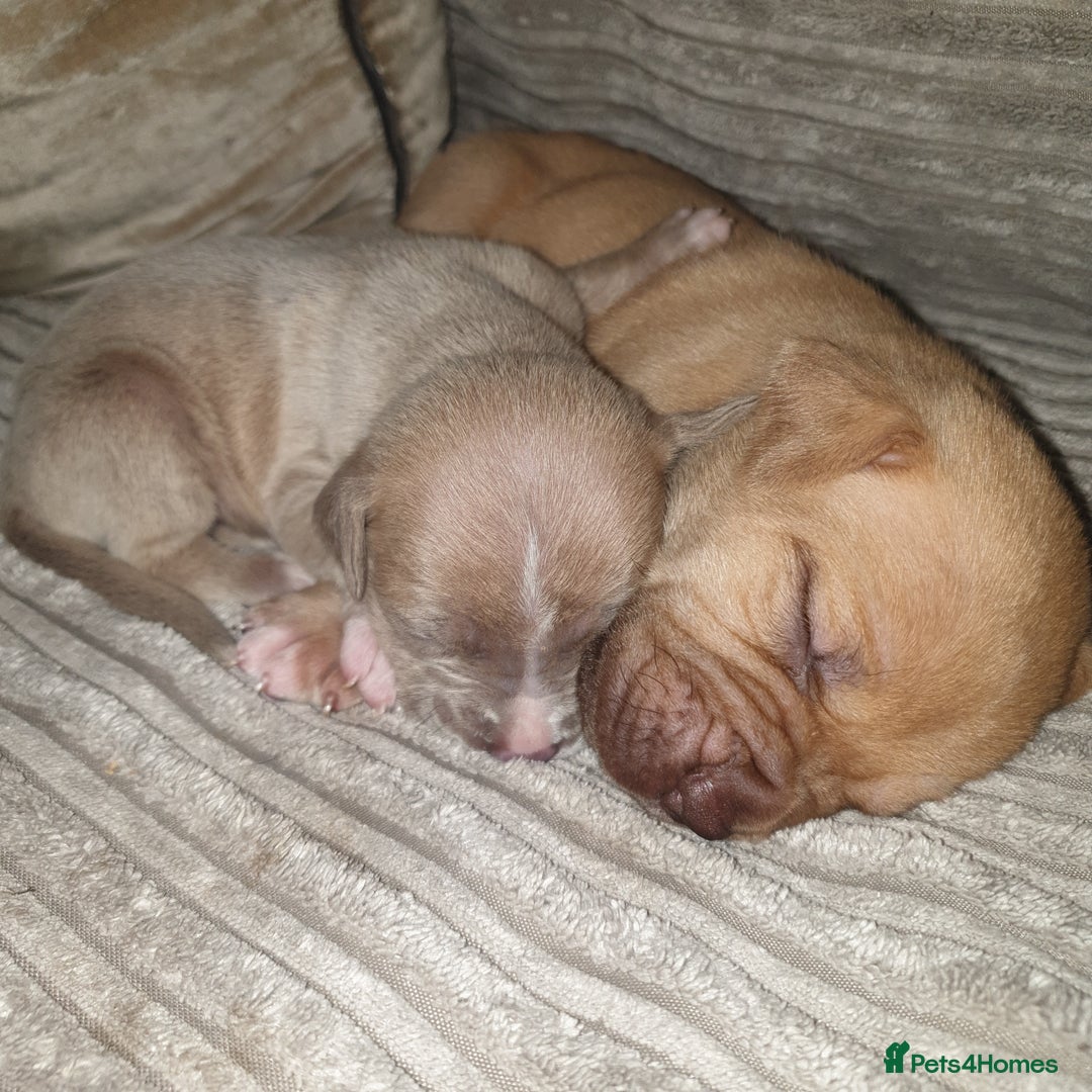 Mixed Breed dogs for sale: Boxer/Staff/Cane Corso Puppies for Sale - Advert 38