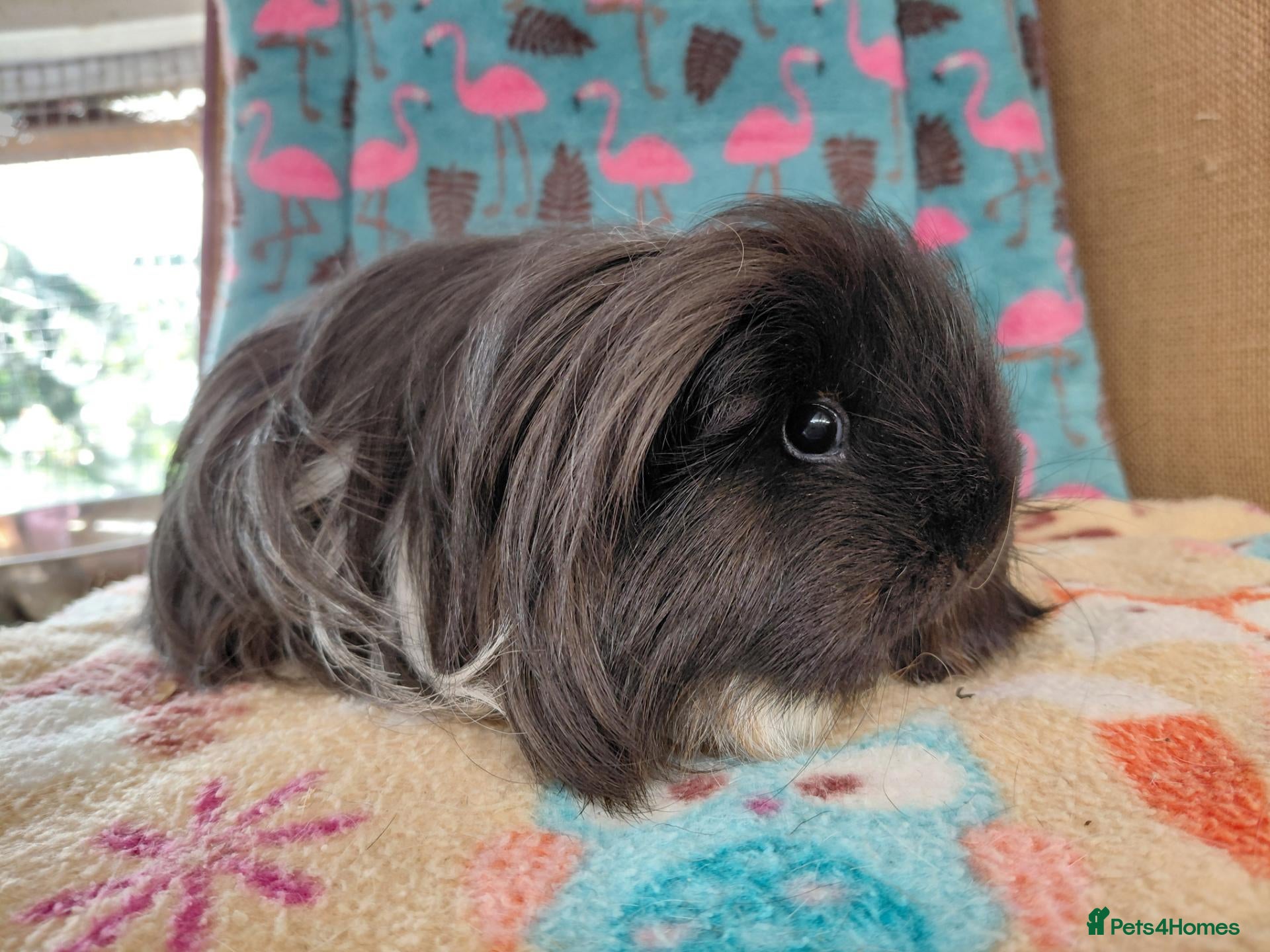 Guinea Pig rodents Young Adult Sows Retirement/Pet Homes ONLY RTR  - Advert 1