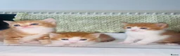 American Shorthair cats for sale: American Shorthair twins  - Advert 5