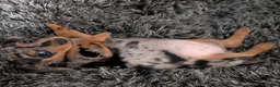 Miniature Dachshund dogs for sale: 10 Month old dapple for sale - Advert 8