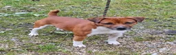 Plummer Terrier dogs for sale: 🩷2 Beautiful Puppies💙 - Advert 4