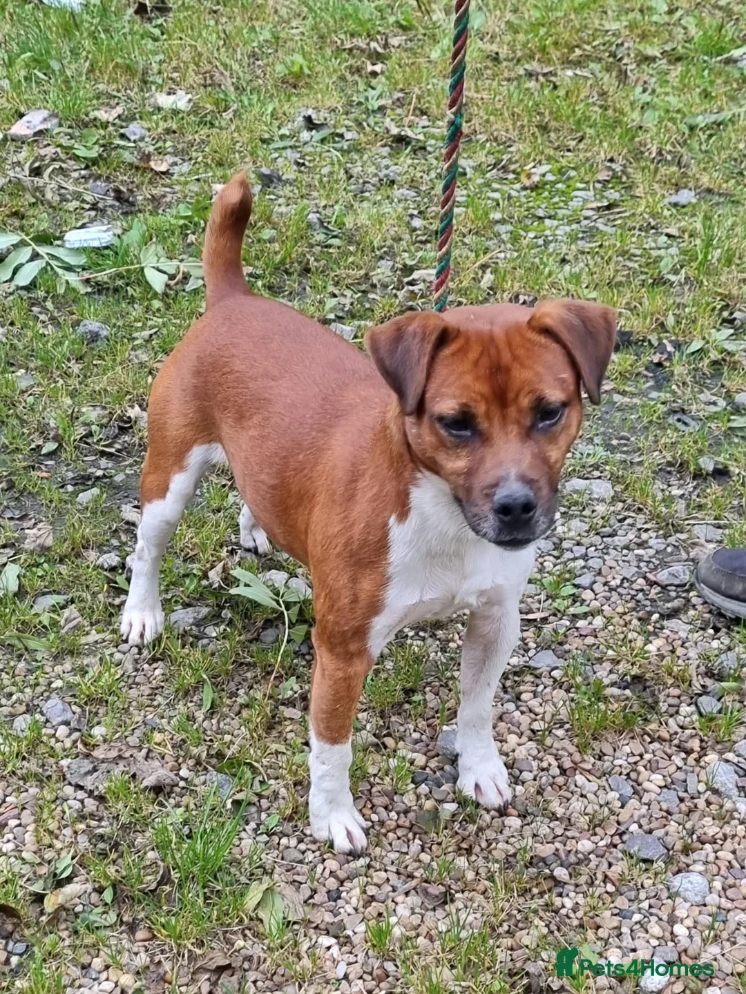 Plummer Terrier dogs for sale: 🩷2 Beautiful Puppies💙 - Advert 4
