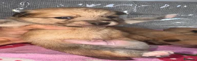 Mixed Breed 3