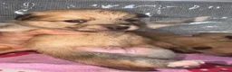 Mixed Breed dogs for sale: Pomeranian cross Jack Russell - Advert 12