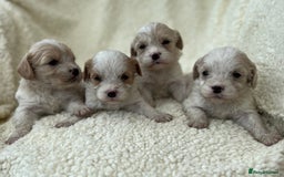 Cavachon dogs for sale: Beautiful Cavashon puppies  - Image 3