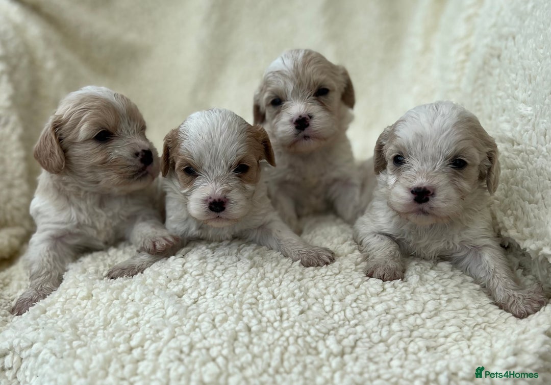 Cavachon dogs for sale: Beautiful Cavashon puppies  - Image 3