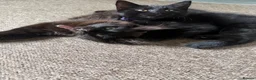 Norwegian Forest Cat cats for sale: Quarter Norwegian kittens  - Advert 5