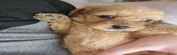 Cavapoo dogs for sale: F2 Cavapoos in Port Glasgow - Advert 7