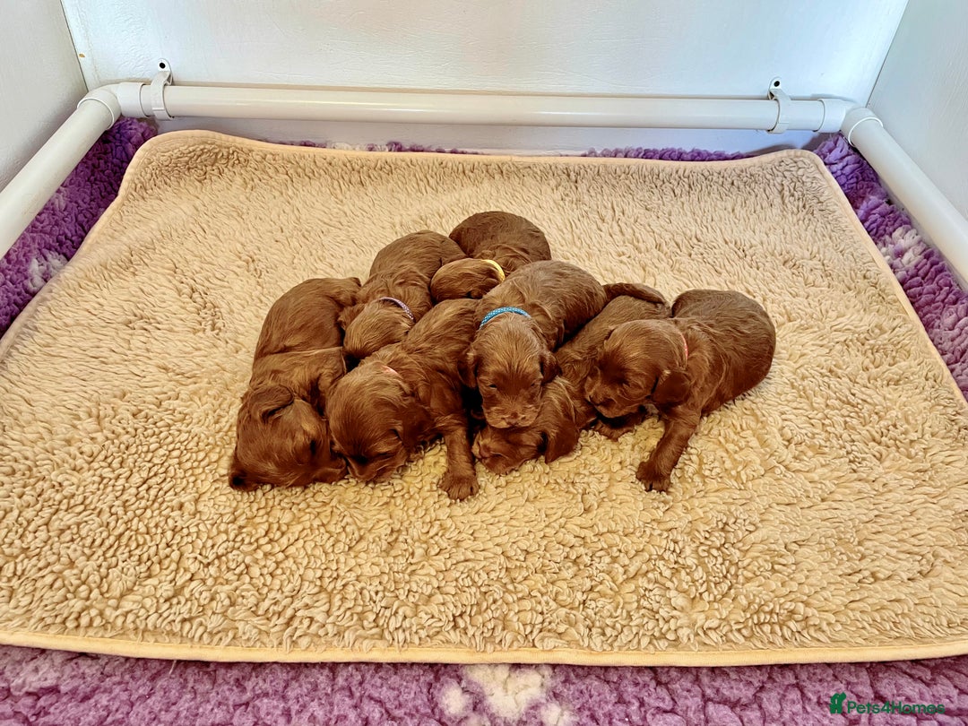 Toy Poodle dogs for stud: EXTENSIVELY HEALTH TESTED TOY POODLE STUD TYSON🌹 in Sheerness - Advert 15