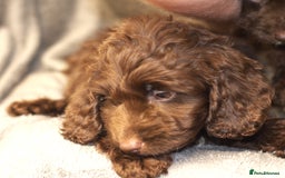 Cockapoo dogs for sale: F1 Cockapoo Puppies  - Image 2