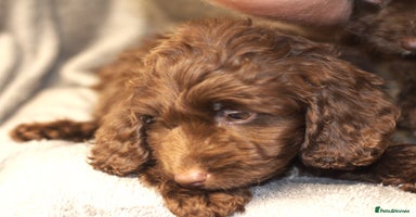Cockapoo dogs - Advert 9