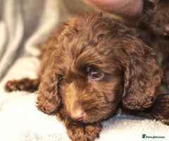 Cockapoo dogs - Advert 3