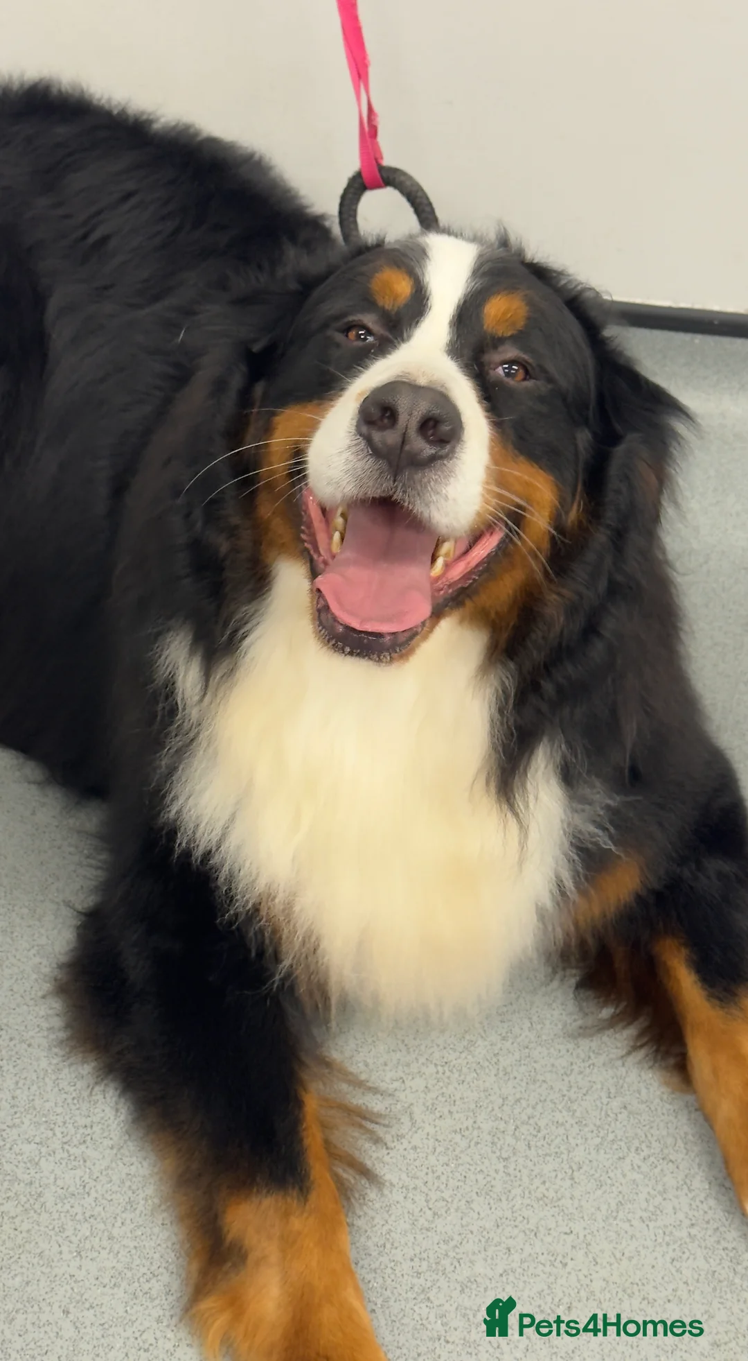 Bernese Mountain Dog dogs for stud: Bernese mountain dog (STUD) - Advert 2
