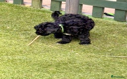 Cockapoo dogs for sale: 3 fluffy miniature cockpoo puppy’s  - Image 26