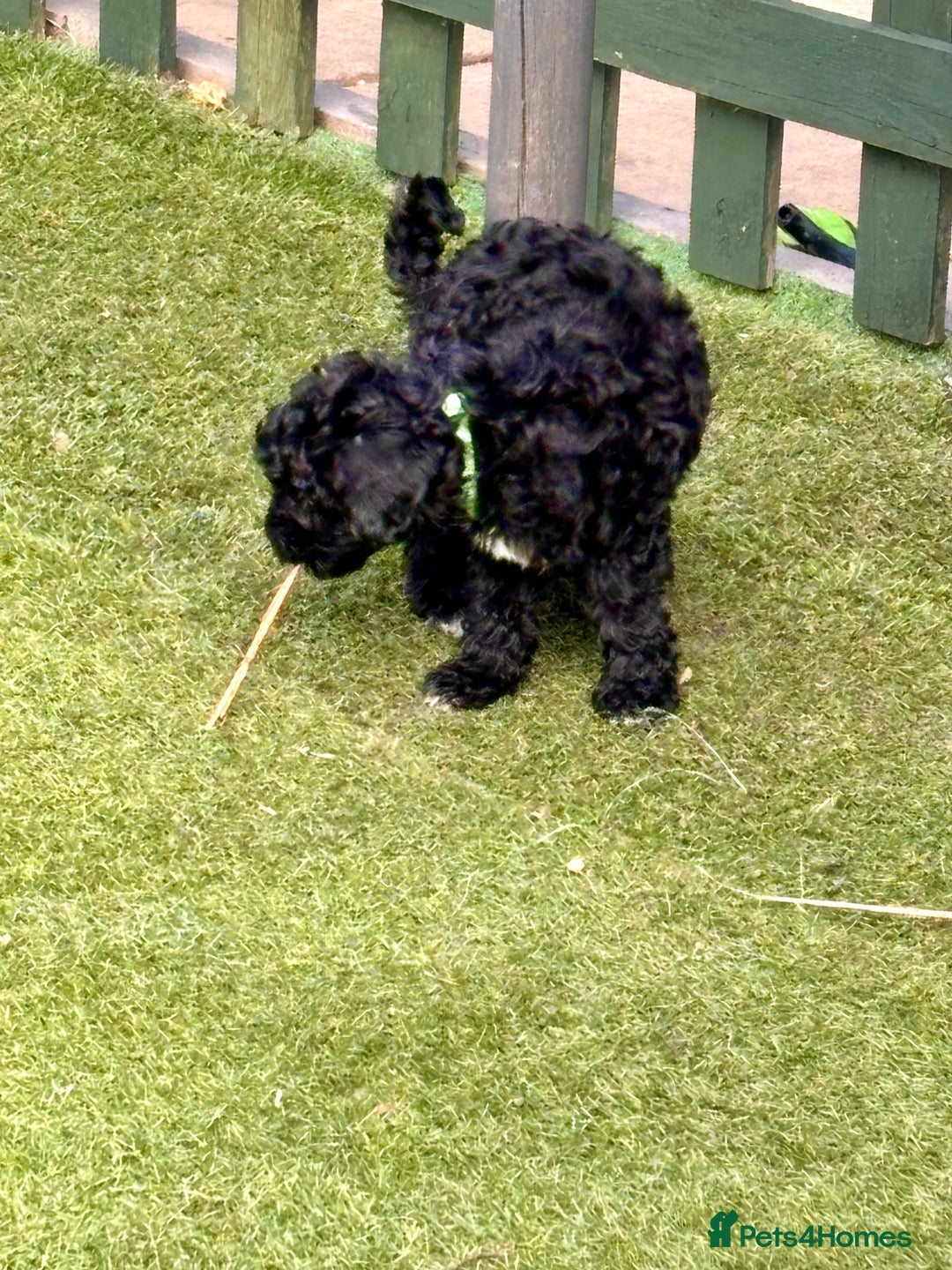 Cockapoo dogs for sale: 3 fluffy miniature cockpoo puppy’s  - Image 26