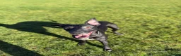 Whippet dogs for stud: Jett Black - Advert 21