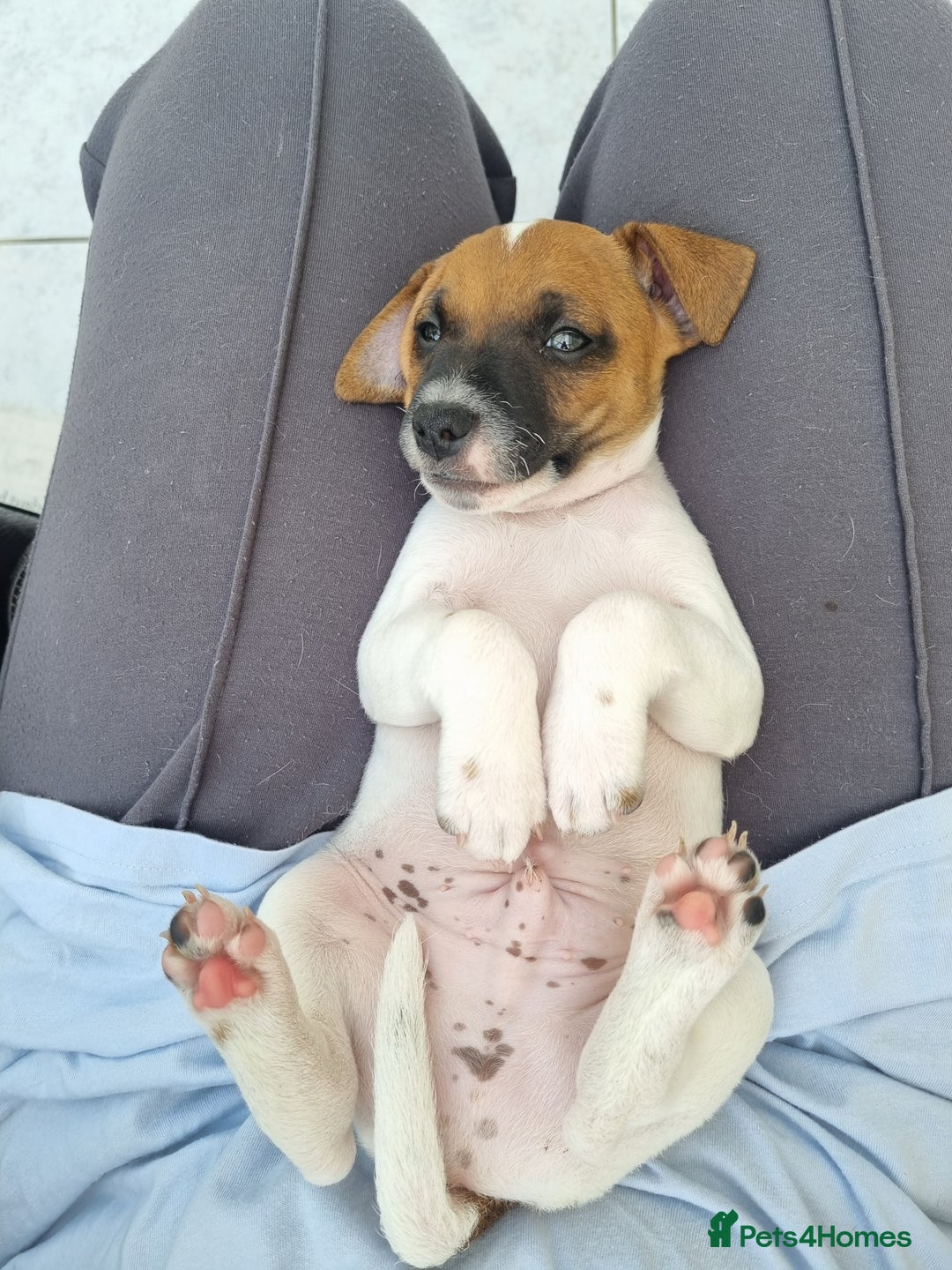 Parson Russell dogs for sale: Parson Jack Russel in Exeter - Image 1