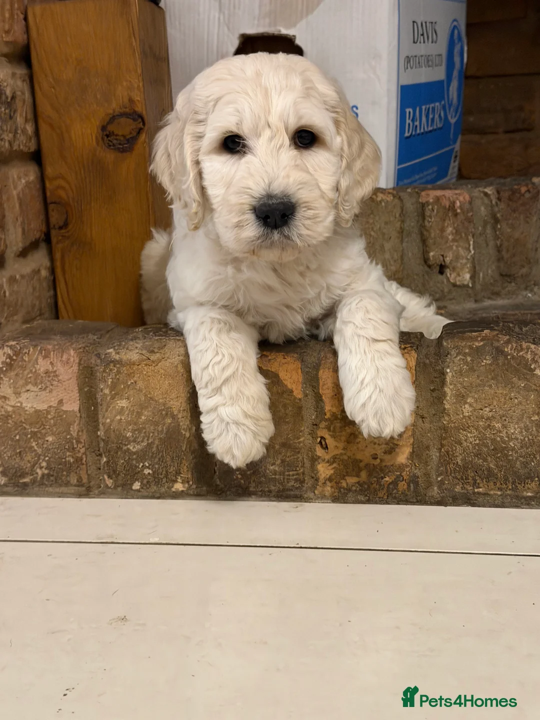 Goldendoodle dogs for sale: Stunning F1 Standard Goldendoodle Puppies - Advert 1